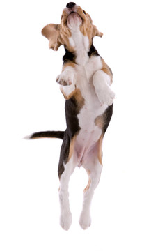 飛行的小獵犬