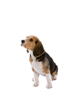 寶貝小獵犬
