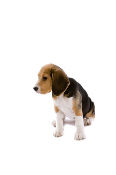 可愛的小獵犬