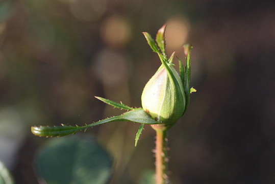 玫瑰花蕾