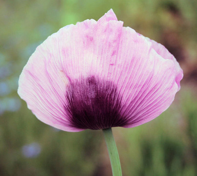 丁香花
