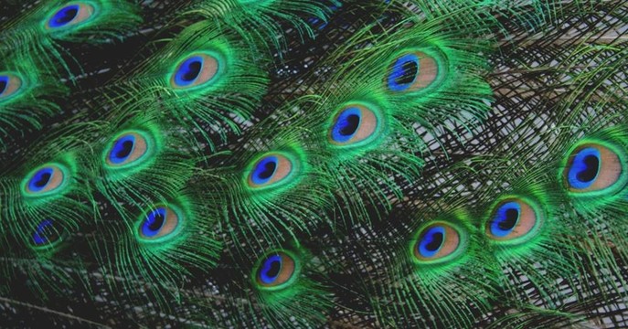 孔雀的羽毛