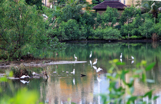 三亞白鷺公園