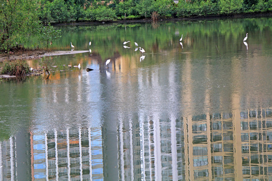 三亞白鷺公園