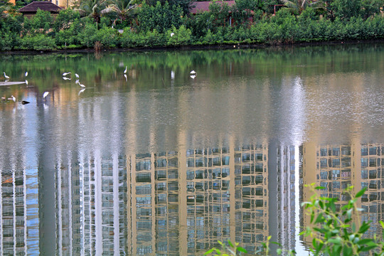 濕地公園高樓大廈