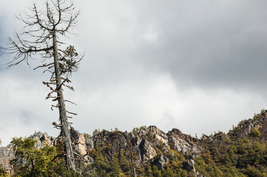 山林