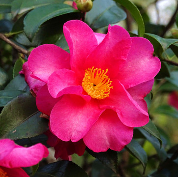 茶花