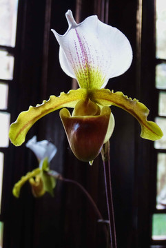 花卉