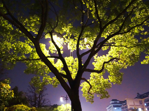 銀光樹影