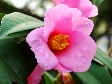 茶花