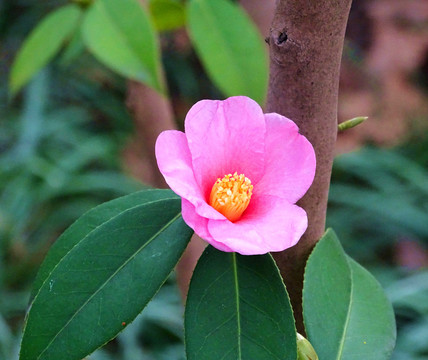 茶花