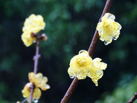 臘梅花