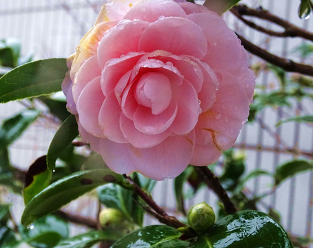 茶花