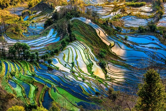 云南元陽(yáng)老虎嘴梯田