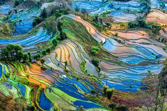 云南元陽(yáng)老虎嘴梯田
