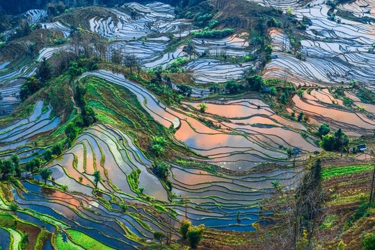 云南元陽(yáng)老虎嘴梯田