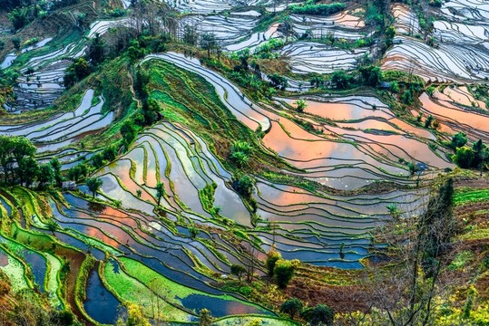 云南元陽(yáng)老虎嘴梯田
