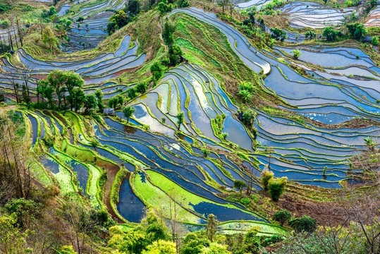 云南元陽(yáng)老虎嘴梯田