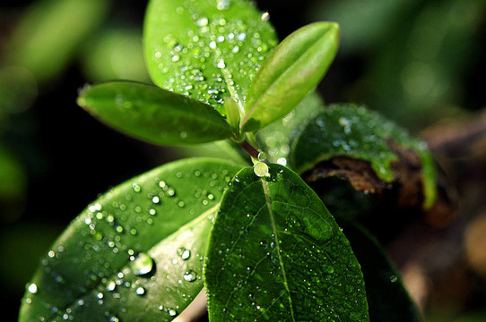 雨后