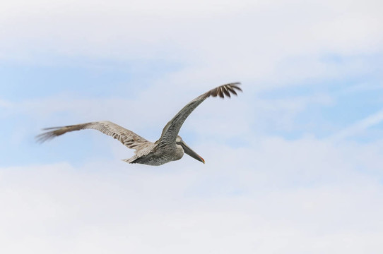 Pelican飛