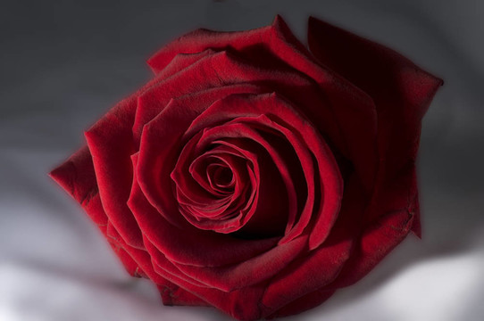 Rosa Rossa /紅玫瑰