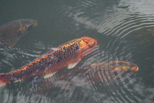 在水里的錦鯉魚