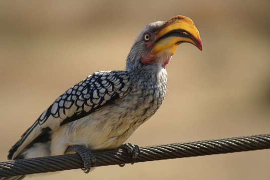 黃嘴犀鳥(niǎo)