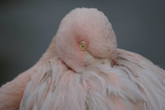 火烈鳥的頭