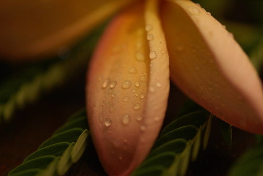 雞蛋花的花瓣和液滴