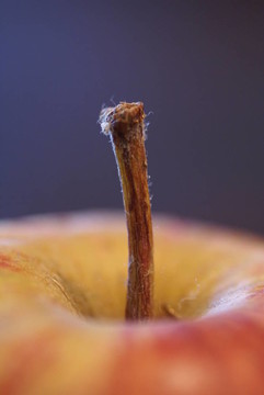 蘋果莖特寫