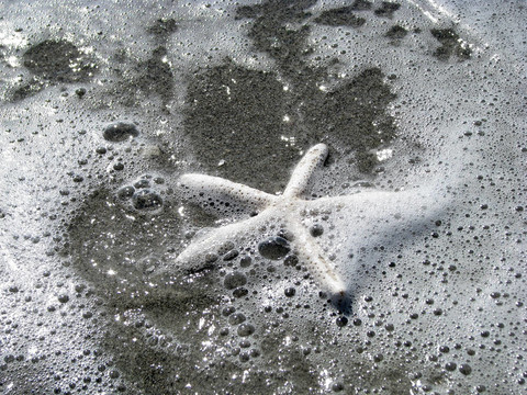海星