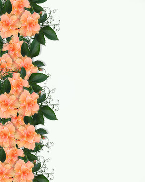 婚禮或聚會(huì)的邀請(qǐng)hibiscu