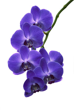 蘭花