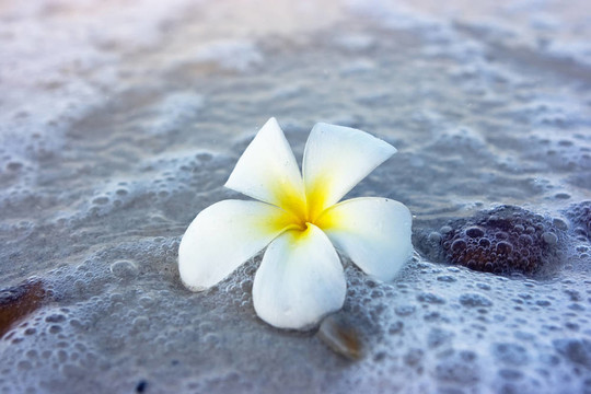 海灘上的花