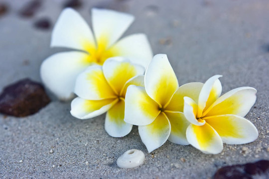 海灘上的花