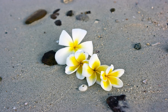 海灘上的花