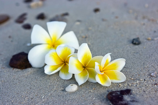 海灘上的花