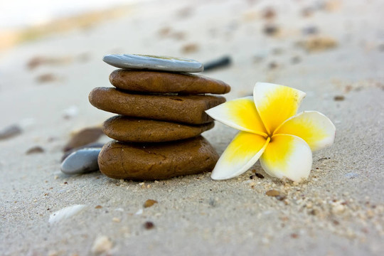 海灘上的花