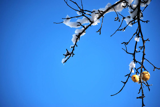 蘋果與雪