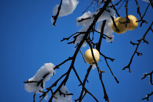 蘋果與雪
