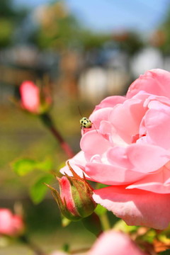 Pink Rose的甲蟲(chóng)