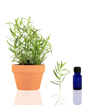 草本植物龍蒿精油