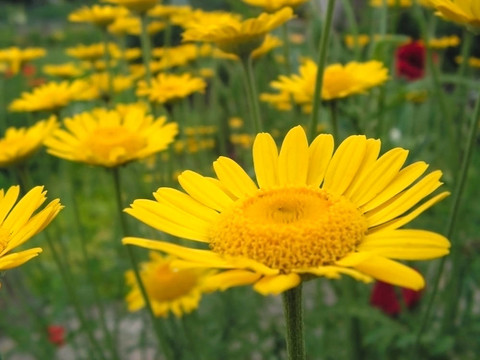 花