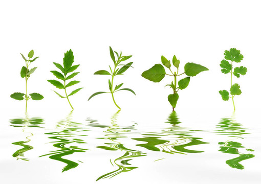 草本植物，葉摘要