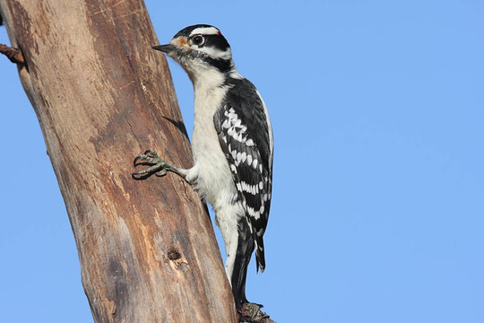 Male Downy Woodpecker（Picoides毛竹）