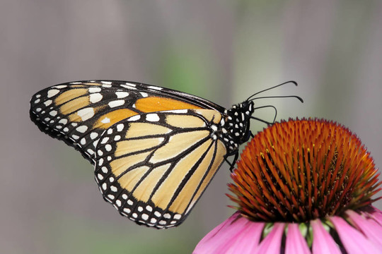 帝王蝶（Danaus plexippus）