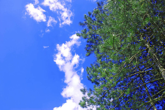 松樹背景天空
