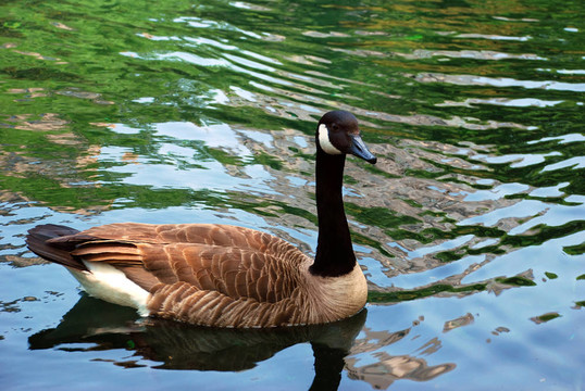 鳥在水