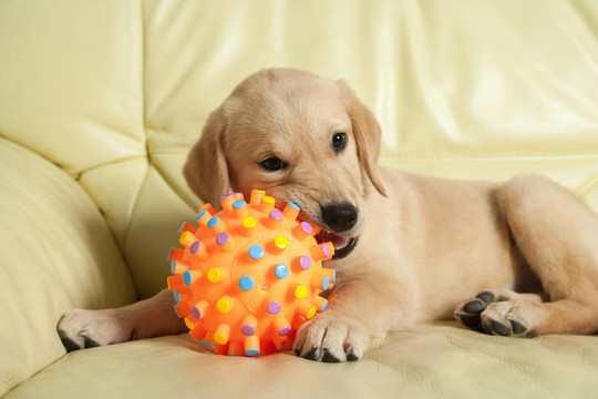 黃金獵犬小狗