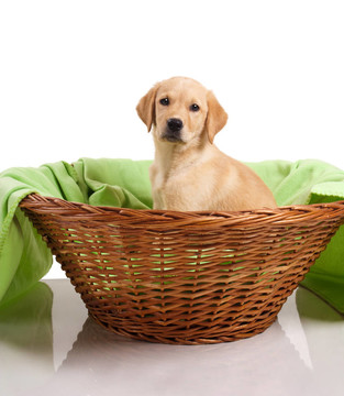 黃金獵犬小狗